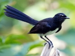 Willie Wagtail