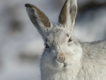 Mountain Hare