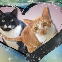 Two lovely cats