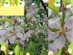 Collage of flowers