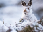 Mountain Hare
