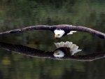 the perfect flight of the eagle