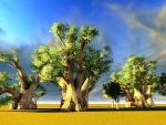 Baobabs