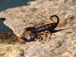 Scorpion On A Rock