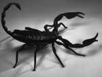 Black Scorpion