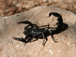 Black Scorpion