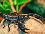 Black Scorpion