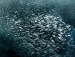Sardine Run