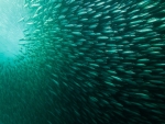 Sardine Run