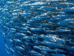 Sardine Run