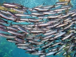Sardine Run