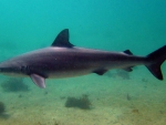 Dusky Whaler Shark