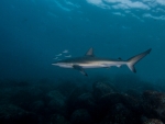 Dusky Whaler Shark