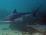 Dusky Whaler Shark