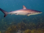 Dusky Whaler Shark