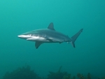 Dusky Whaler Shark
