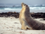 Australian Sea Lion