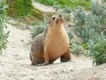 Australian Sea Lion