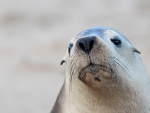 Australian Sea Lion