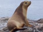 Ausrtralian Sea Lion