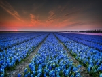 Hyacinths field at sunset