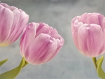 pink tulips