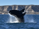 Southern Right Whale