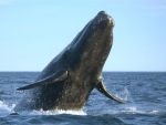 Southern Right Whale