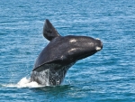 Southern Right Whale