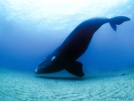 Southern Right Whale