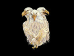 Three Eagle Heads