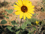 Sunflower on a Sunny Day