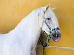 A beautiful white Andalusian 