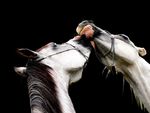 beautiful horses in love 