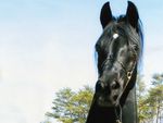 pretty black stallion against blue sky