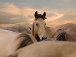 herd of horses in sunrise