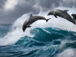 Dolphins
