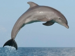 Dolphin