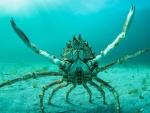 Spider Crab