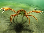 Spider Crab