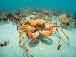 Spider Crab
