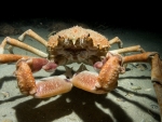 Spider Crab