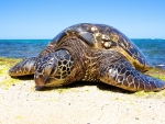 Green Sea Turtle