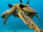 Green Sea Turtle