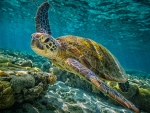 Green Sea Turtle
