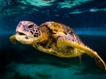 Green Sea Turtle