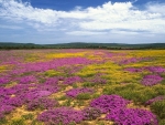 Wildflowers in South Africa
