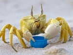 Ghost Crab