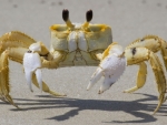 Ghost Crab