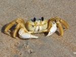 Ghost Crab